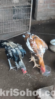 ২টি ফাইটার মোরগ বিক্রয় করা হবে